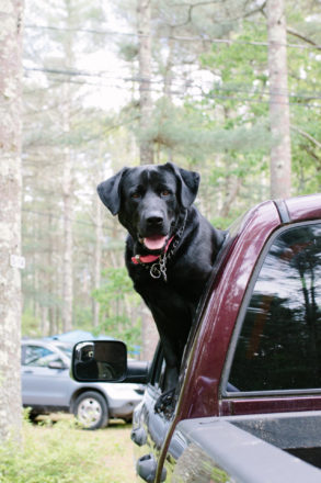 Pinewood hotel essay 06 image