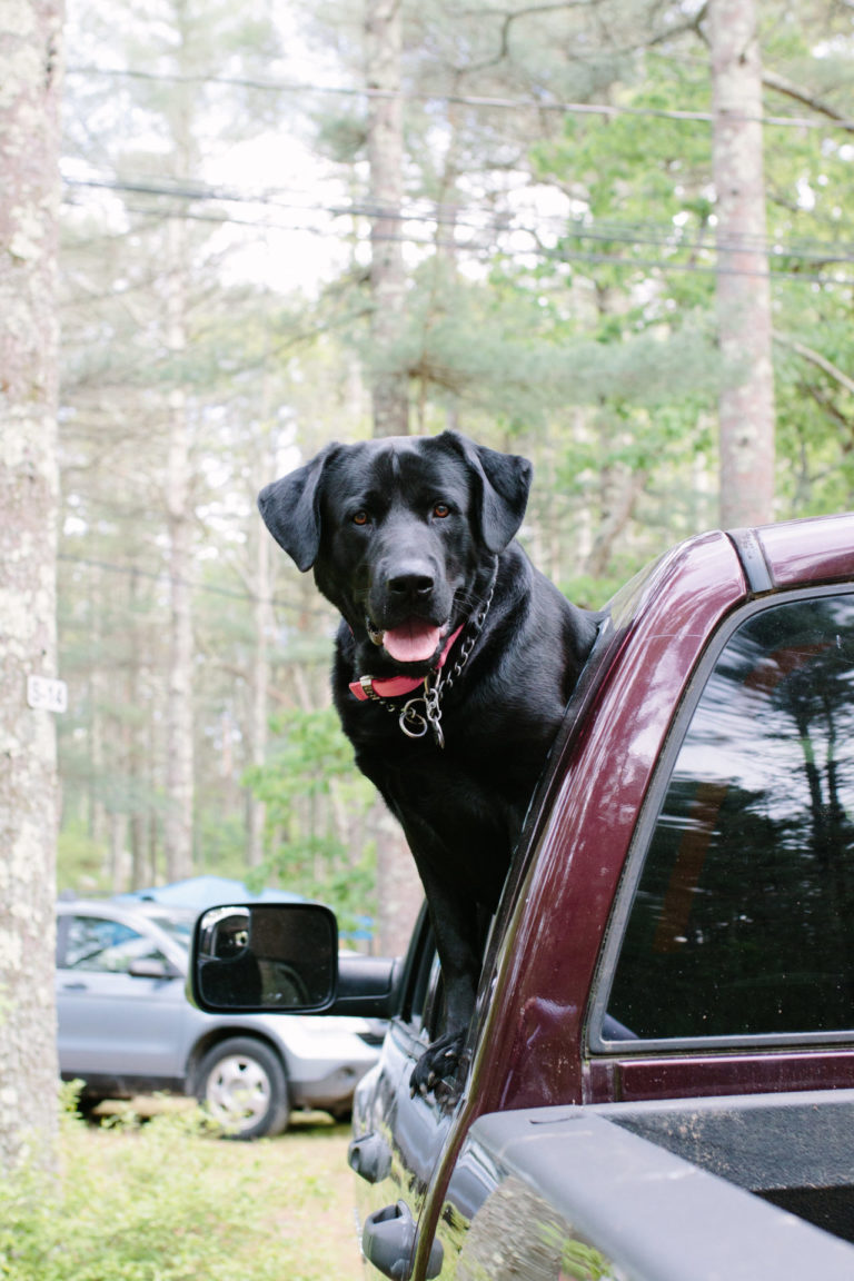 Pinewood hotel essay 07 picture